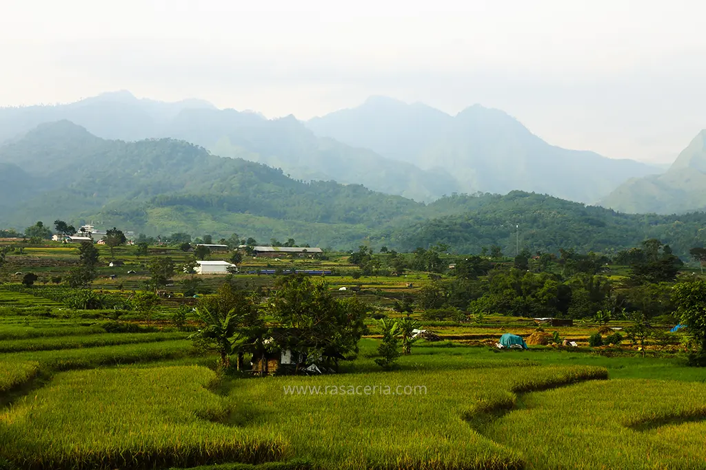 Pemandangan sawah Terasiring Trawas Mojokerto